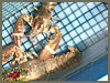 Lobster Cam